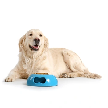 L’alimentation du chien