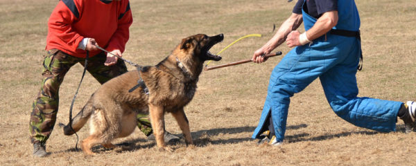 éducateur canin