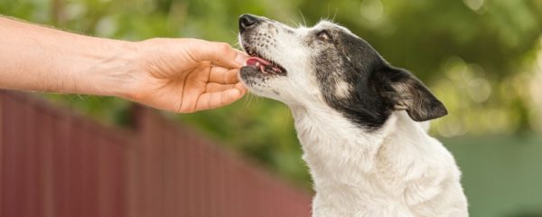 probiotiques pour chien