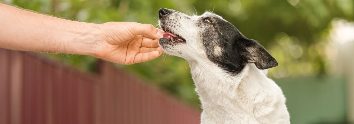 probiotiques pour chien