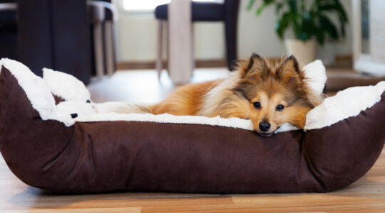 Panier pour chien XXL